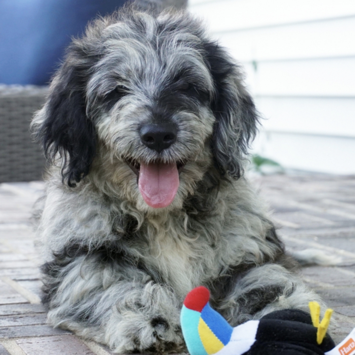 comprar cachorros sanos, baratos y asequibles para la venta